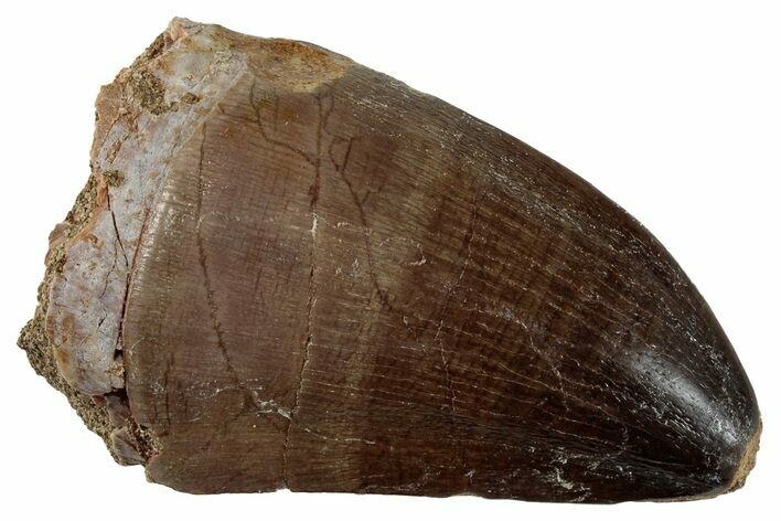 Large, Fossil Mosasaur (Prognathodon) Tooth - Morocco #262810